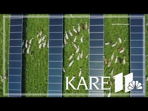Sheep replace mowers at solar farm in Duluth