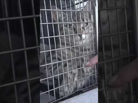 Litter of cats trapped inside abandoned Coco’s restaurant in San Diego #cats #kitten #sandiego