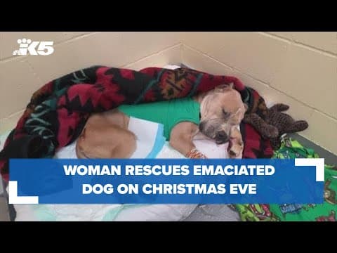 Tacoma resident rescues emaciated dog on Christmas Eve
