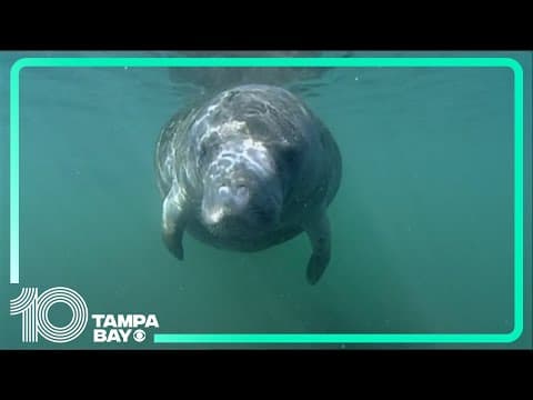 Activists disappointed Florida Manatees will not be granted endangered status for now
