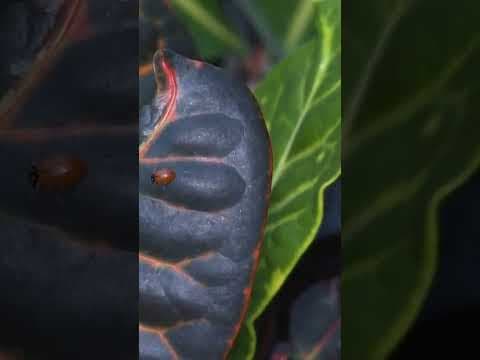 For Earth Day, Alexis shared some facts about ladybugs, while Ben... opted for alternative ones.