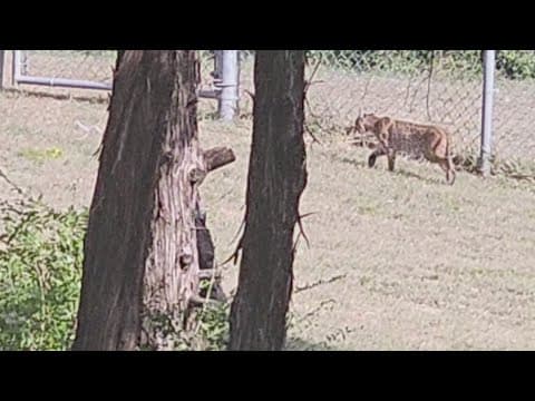 Bobcats and coyotes spotted by North Texas residents