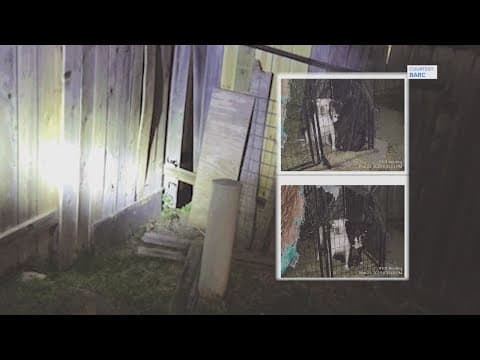 'People should feel safe' | New initiative launched to get stray dogs off Houston streets