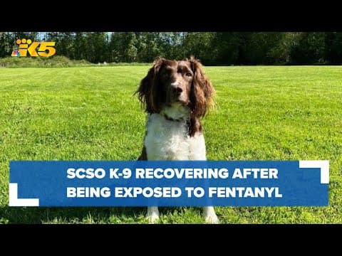 Snohomish County Sheriff's Department K-9 recovering after being exposed to fentanyl