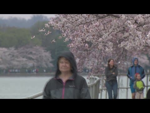 Cherry trees being removed from the Tidal Basin for good reason