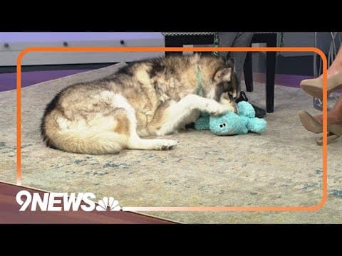 Nitric is a husky who loves meeting new people