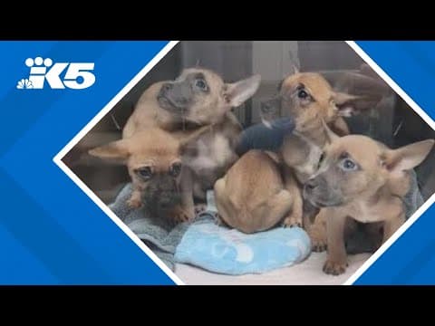 Humane Society for Tacoma and Pierce County trying to save 6 puppies found abandoned, starving