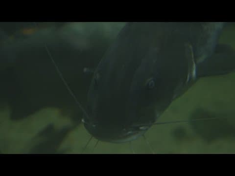 Tackling Invasive Fish: Reel in the rewards through The Great Chesapeake Invasives Count