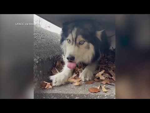 Video: Husky rescued from storm drain