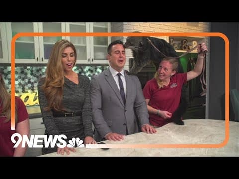 Sunrise safari | Denver Aquarium shows off bearcat on 9NEWS Mornings