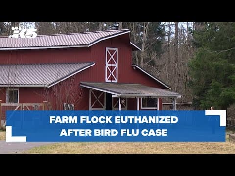 Farm flock euthanized after bird flu case