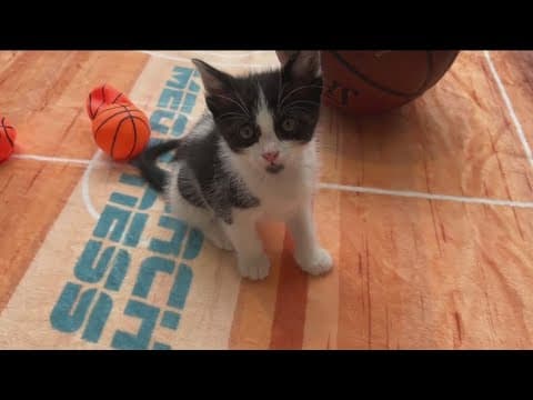 'March Meowness' pet photo competition kicks off