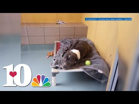 Young-Williams Animal Village reopens after dogs found with distemper; dogs recovering well