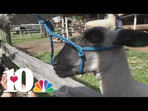 Museum of Appalachia sheep get spring coats