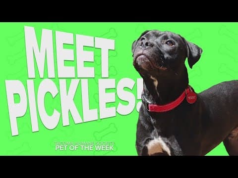 Pet Rescue of the Week: Pickles
