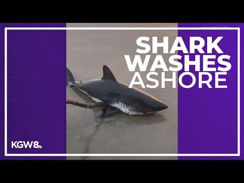 Couple finds live shark washed up on Oregon Coast beach