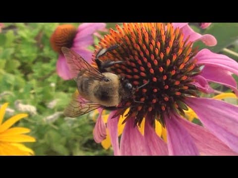California bees can legally be fish