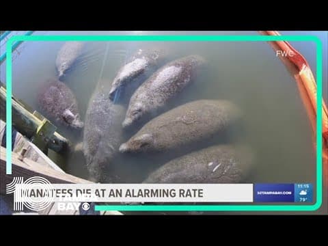 Florida manatees are dying at an alarming rate, marine experts say