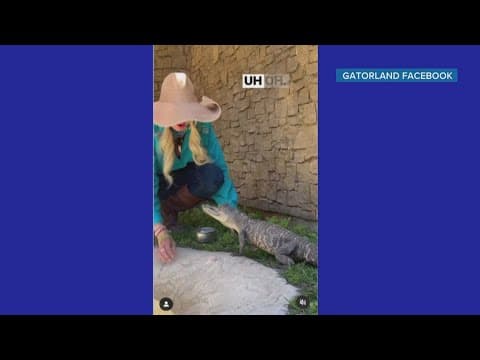 Jawless gator living her 'best life' after being rescued 2 years ago