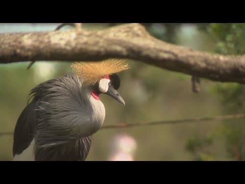 A look inside the latest exhibit at the Houston Zoo: Birds of the World