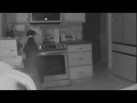 Dog turns on stove, lights house on fire