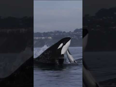 Killer whales believed to have killed fin whale found dead on beach #whale #animals