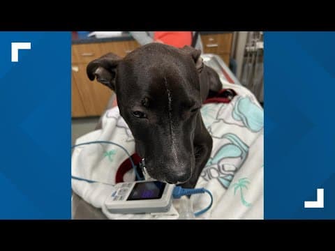 Puppy recovering after suspect in police chase crashes truck into Anderson pond