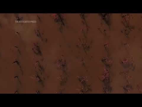 California vineyard is flooded after major storm sweeps across Pacific Northwest