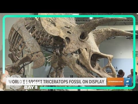 World's largest Triceratops fossil on display in Tampa