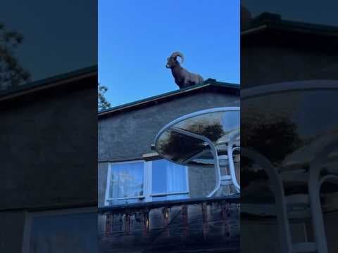 Bighorn Sheep gets stuck on roof in Colorado
