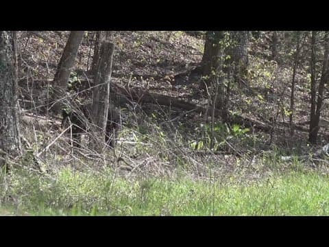 TWRA working with ABR to make habitats safer for bear cubs, drafting official operating agreement