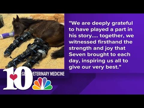 'He was a joy' | Premature foal, Seven, has passed away