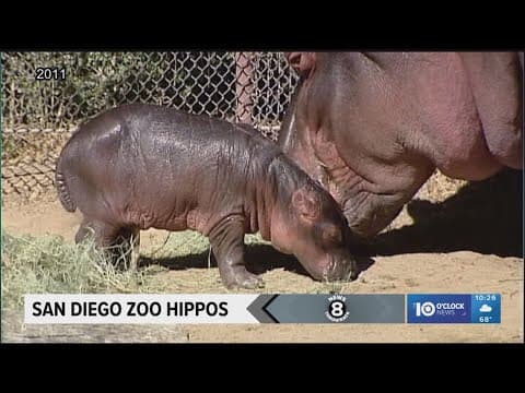 San Diego Zoo welcomed baby hippo in 2011