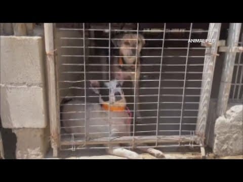 Animal Pad needs fosters for dogs still waiting at Ensenada shelter