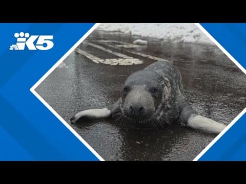 Update on baby seal rescued in New Haven, CT