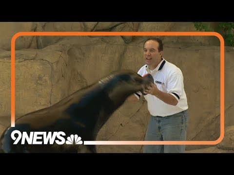 Denver Zoo sea lion known for picking football games passes away