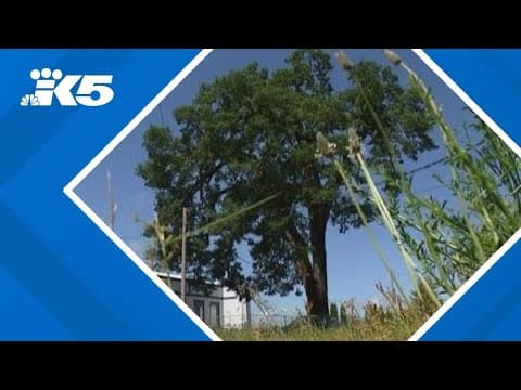 400-year-old Tumwater tree may be spared