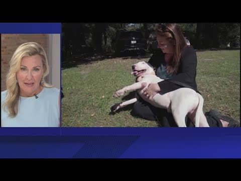 Florida lawmakers push bill that would make abandoning pets during natural disasters a felony