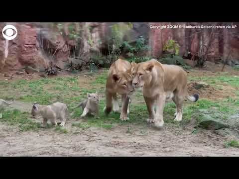 2 month-old lion cubs explore outdoor habitat for the first time