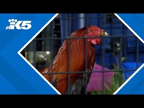 Dozens of roosters rescued from cockfighting in Grays Harbor County