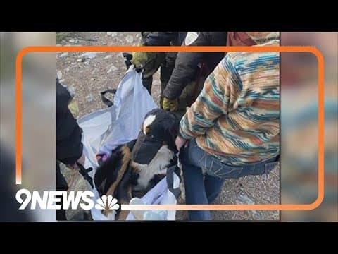 Missing dog rescued after 2 months lost in the mountains