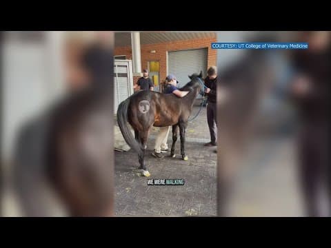 Baby Seven the horse finishes up treatments