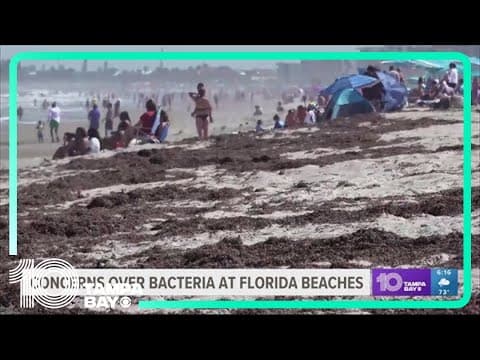 Massive seaweed blob washing up on Florida beaches possibly full of flesh-eating bacteria