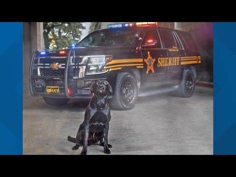 Sheriff: K-9 Ruger sniffs out thumb drive during child porn investigation