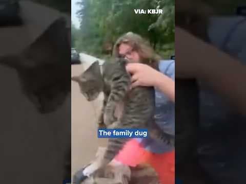 Cat found in underground sewer after missing for 2 months