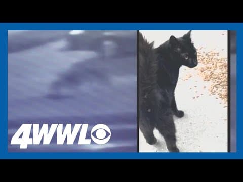 Coyotes caught on camera in Metairie killing cat