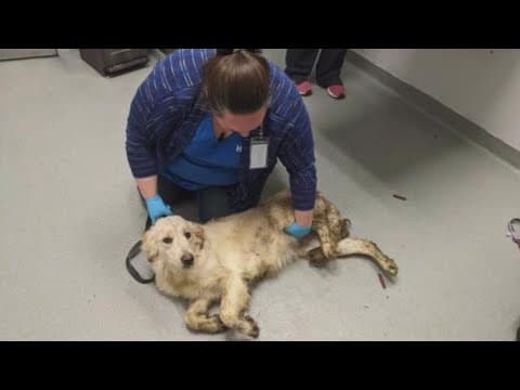 20 dogs, 1 cat rescued from New Albany home