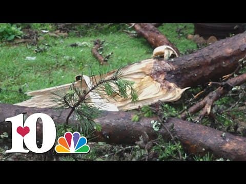 Mayor: One dead after tree falls on car in Claiborne County