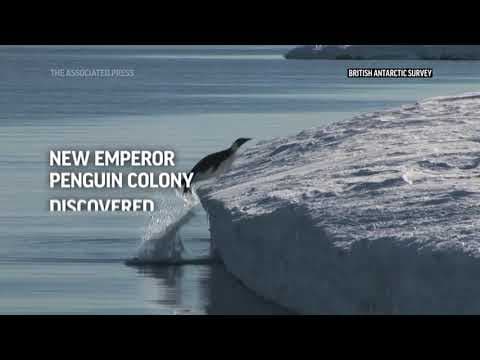 Scientists spot previously unknown colonies of emperor penguins in Antarctica