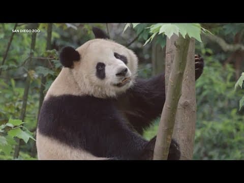 Why do we love pandas? It’s science!